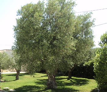 raccolta delle olive