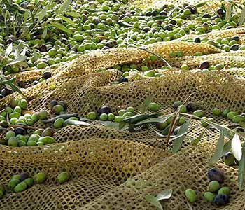 Raccolta delle olive