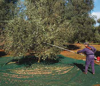 Raccolta delle olive